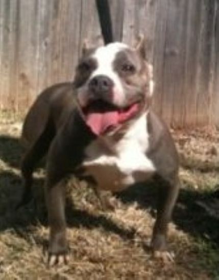 Dog Featured Image