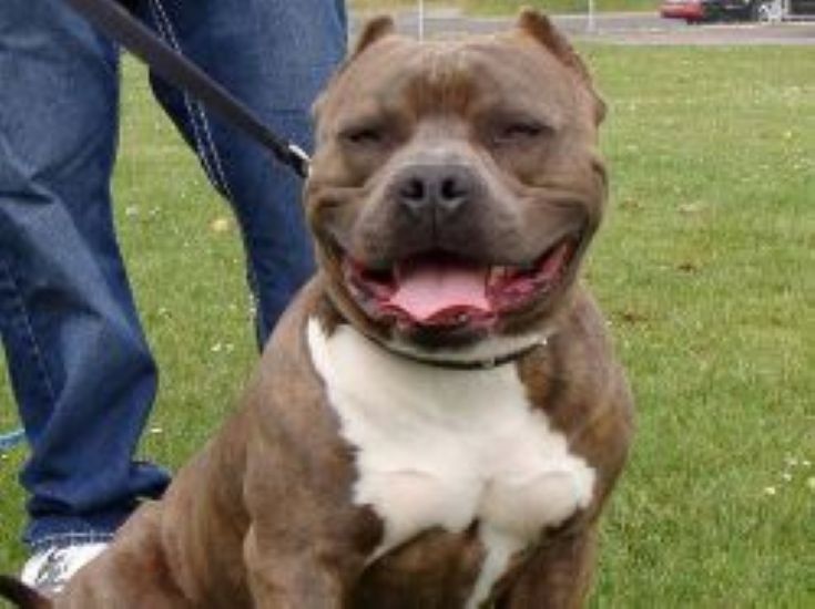Dog Featured Image