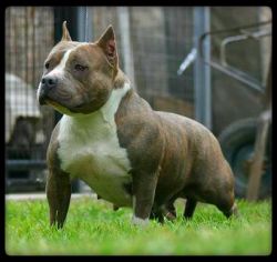 Dog Featured Image