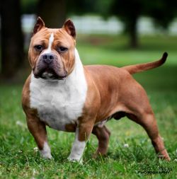 Dog Featured Image