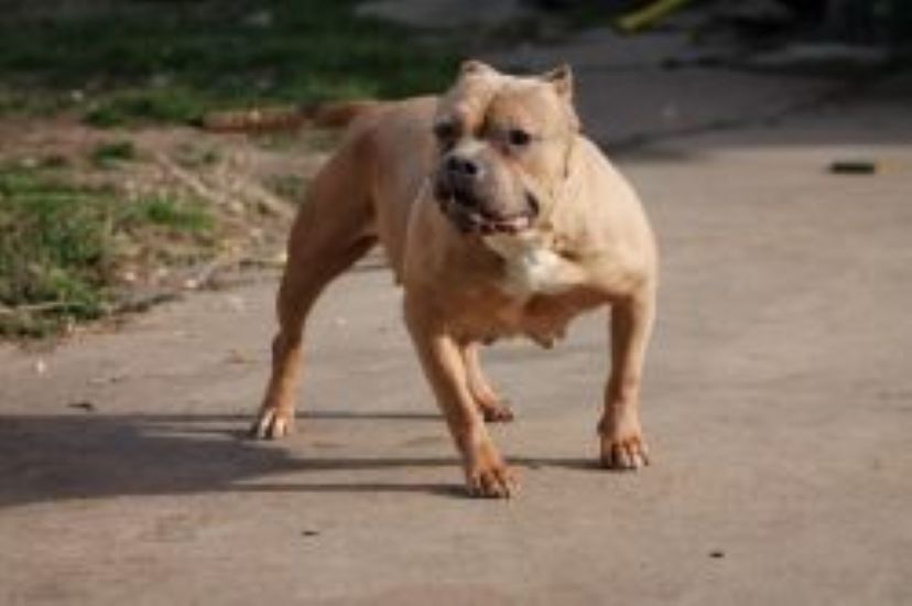 Dog Featured Image