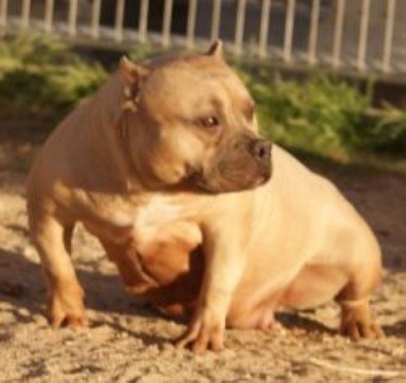 Dog Featured Image