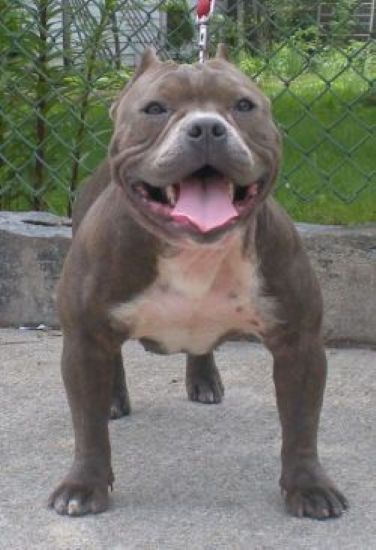 Dog Featured Image