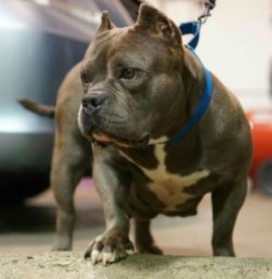 Dog Featured Image