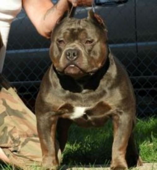 Dog Featured Image