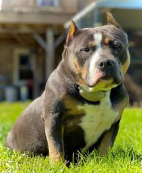 Dog Featured Image