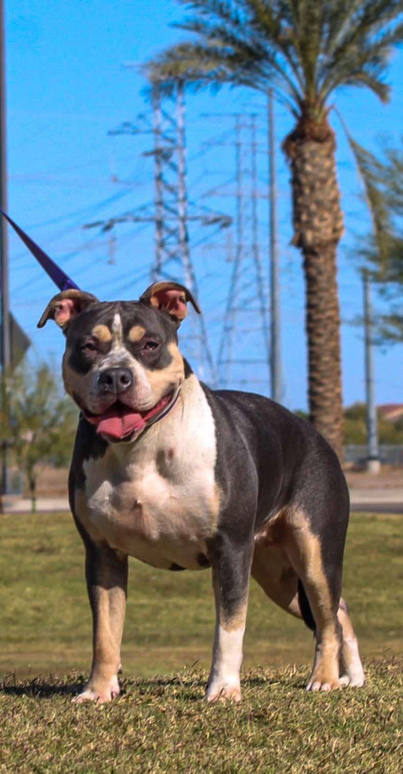 Dog Featured Image