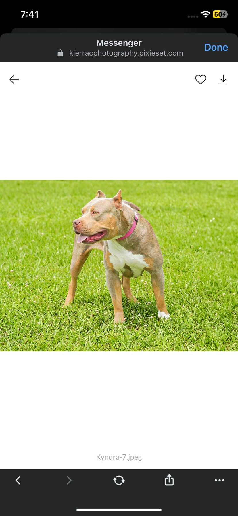 Dog Featured Image