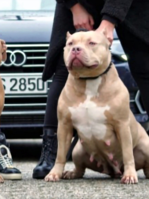 Dog Featured Image