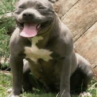 Dona Cães do Leste