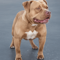 Calebe Rasec Red