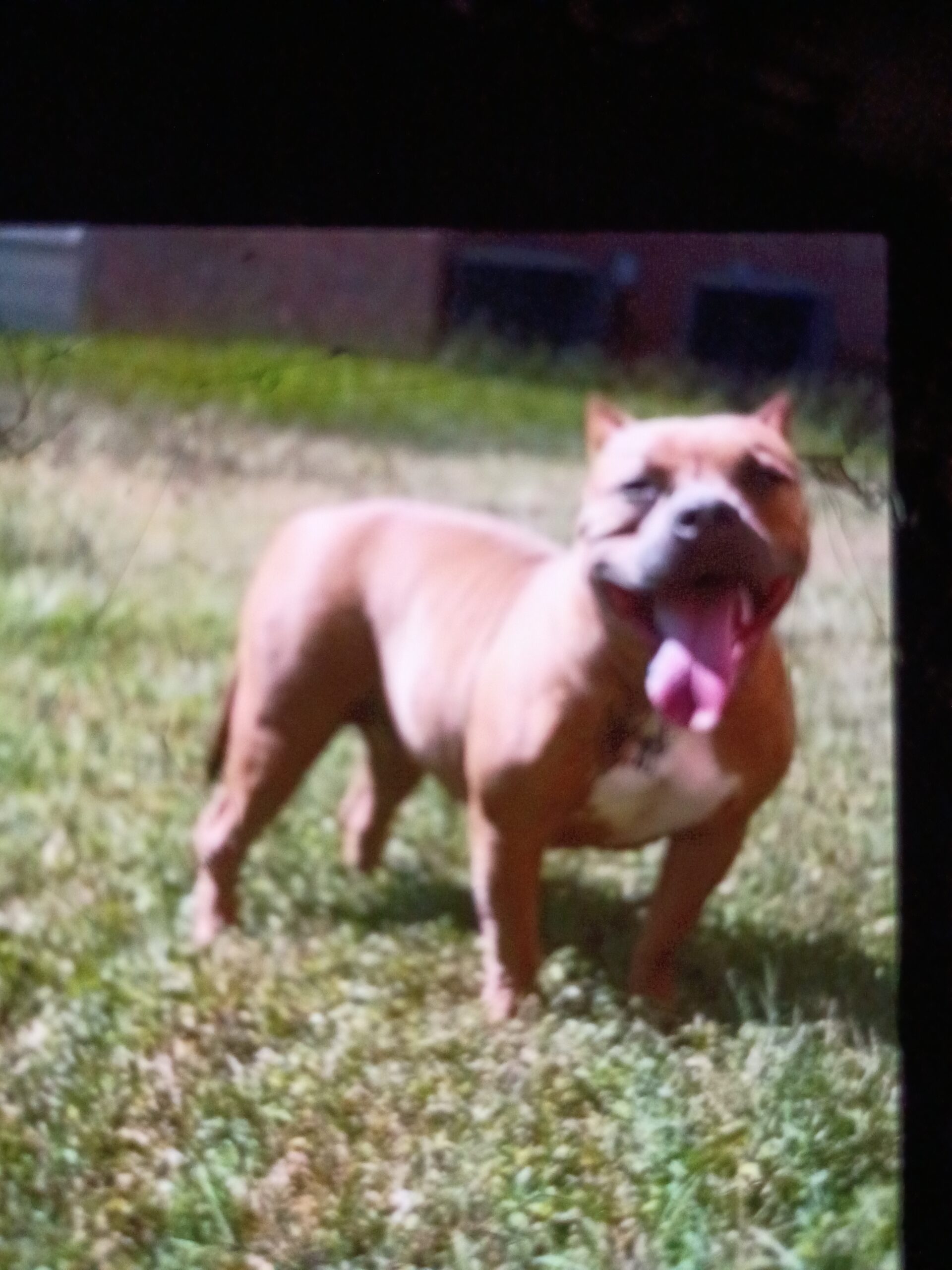 Dog Featured Image