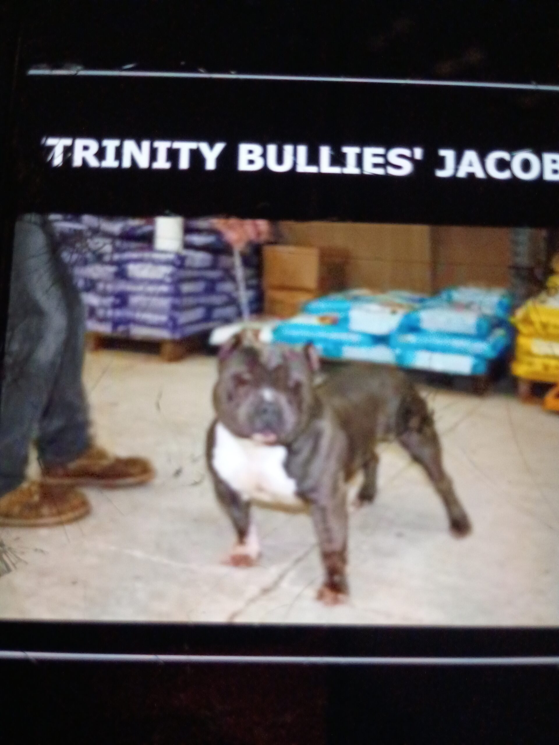 Dog Featured Image