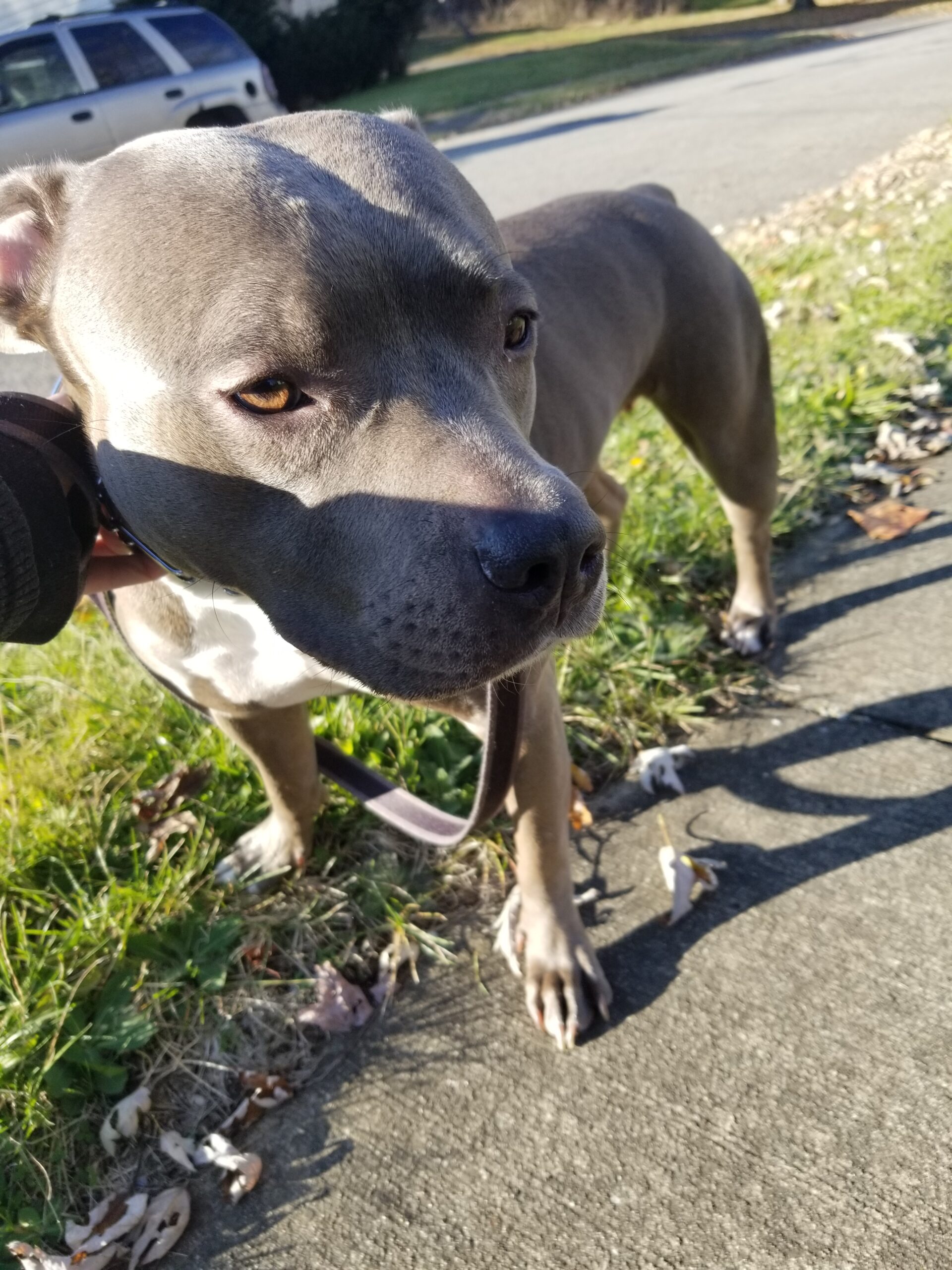 Dog Featured Image