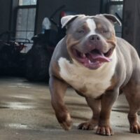 Dog Featured Image