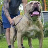 Dog Featured Image
