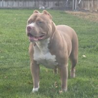 EB Freya of Whitney Bullies