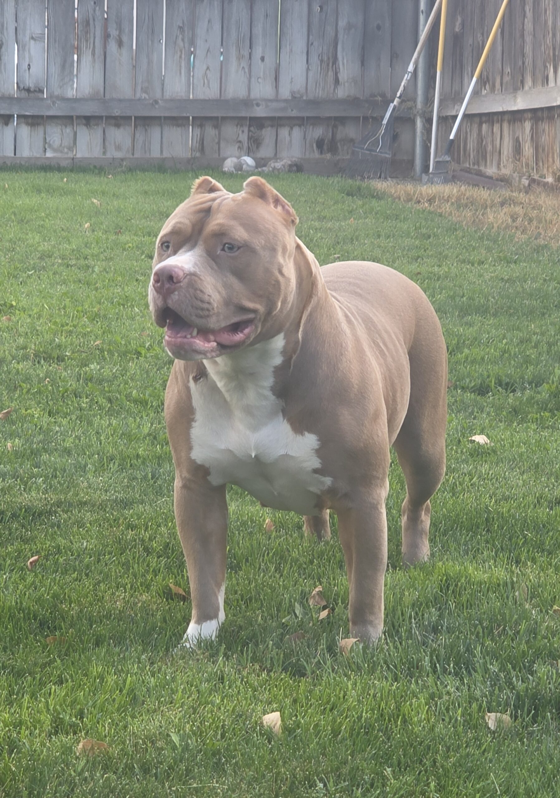 Dog Featured Image