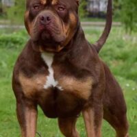 Grand Champion Bossy’s Donkey Kong