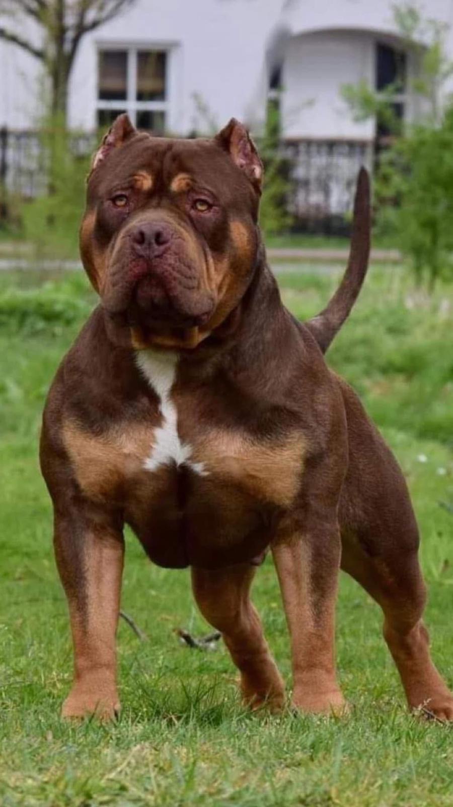 Dog Featured Image