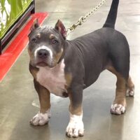 NVB Genesis of Mob Tie Bullies