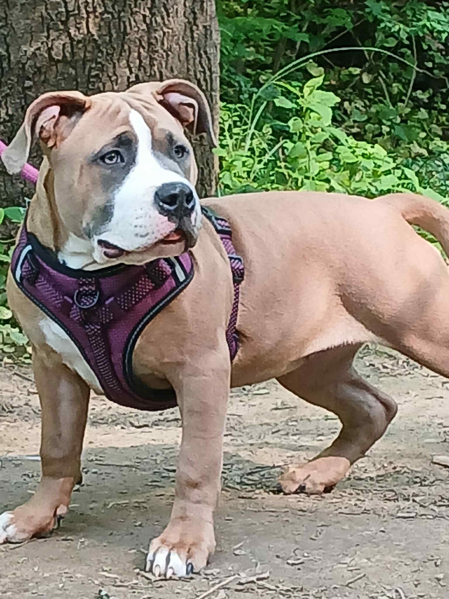 Dog Featured Image