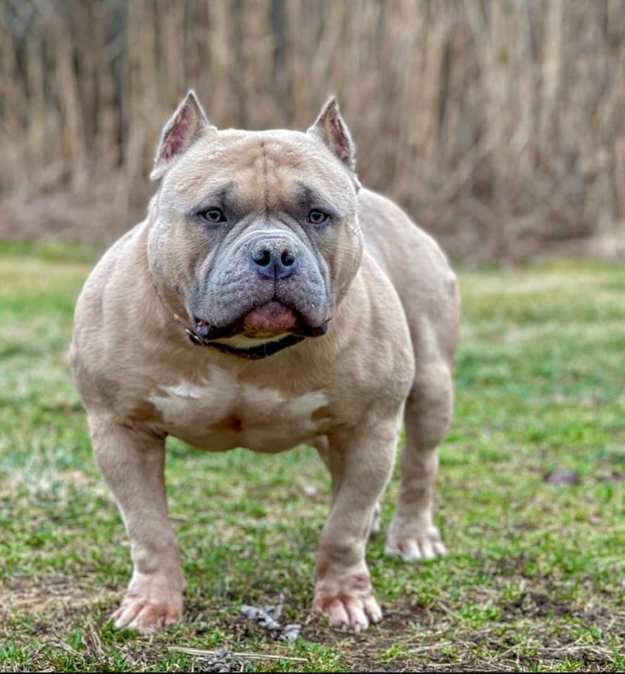 Dog Featured Image