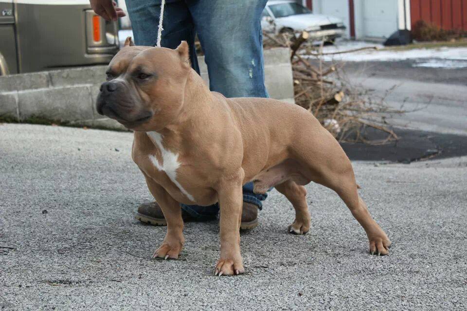 Dog Featured Image