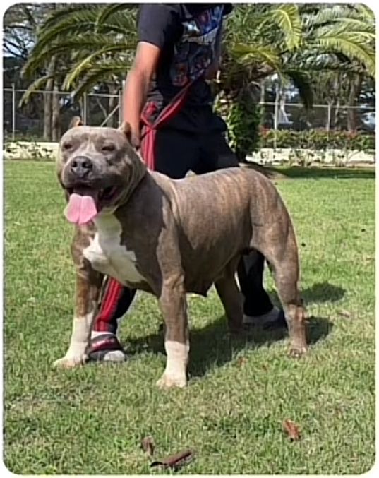 Dog Featured Image