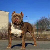 Dog Featured Image