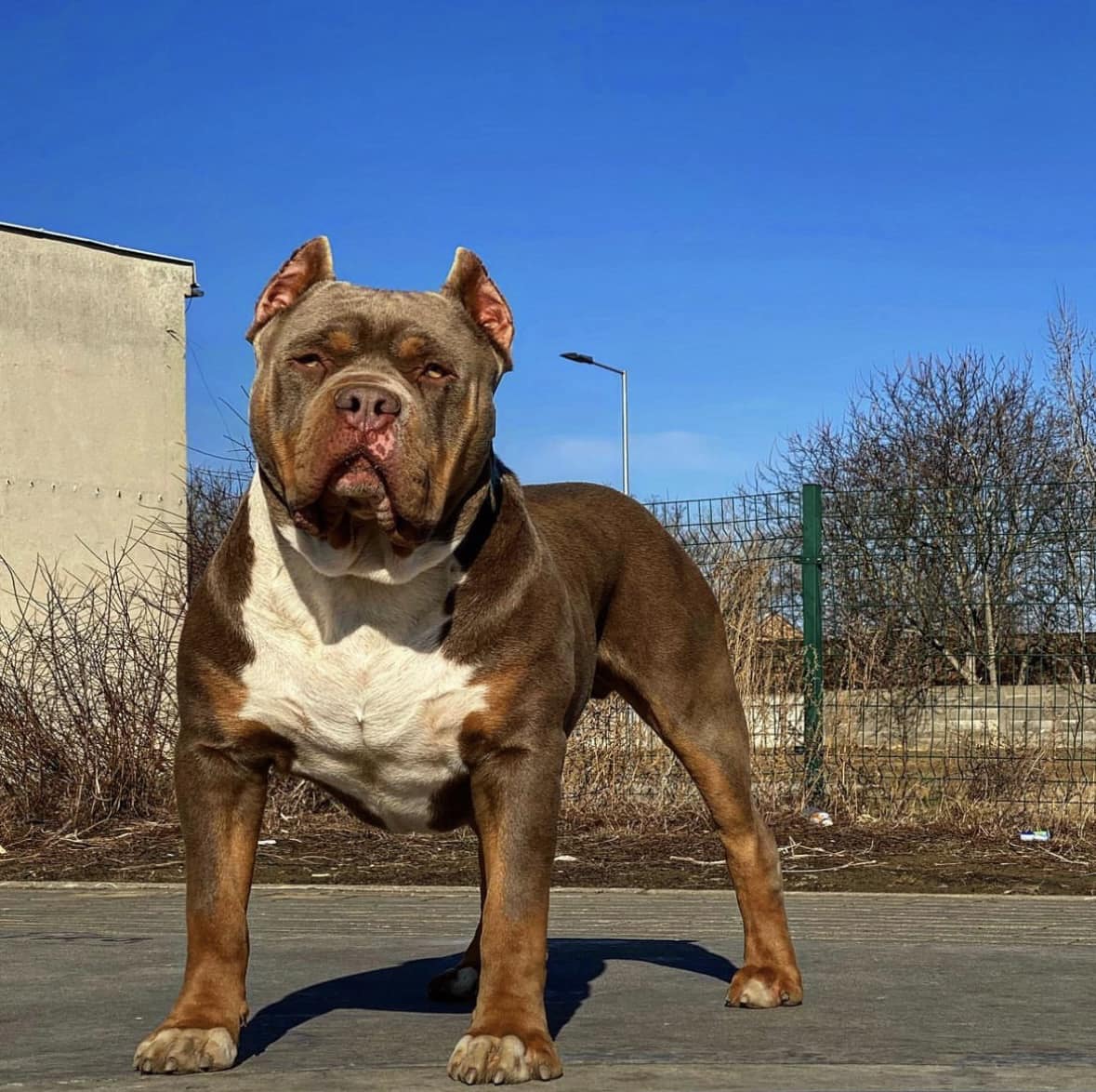 Dog Featured Image