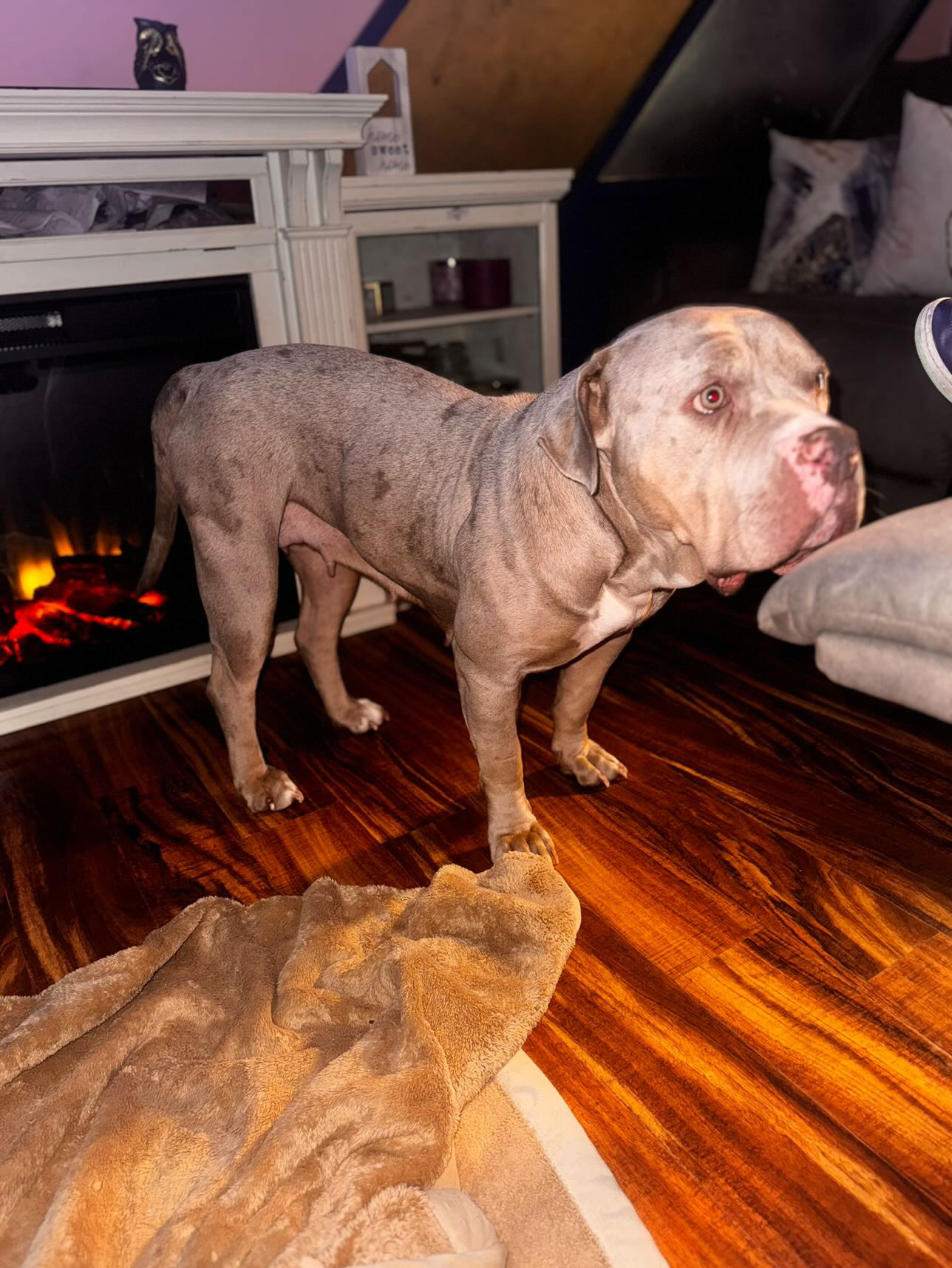 Dog Featured Image