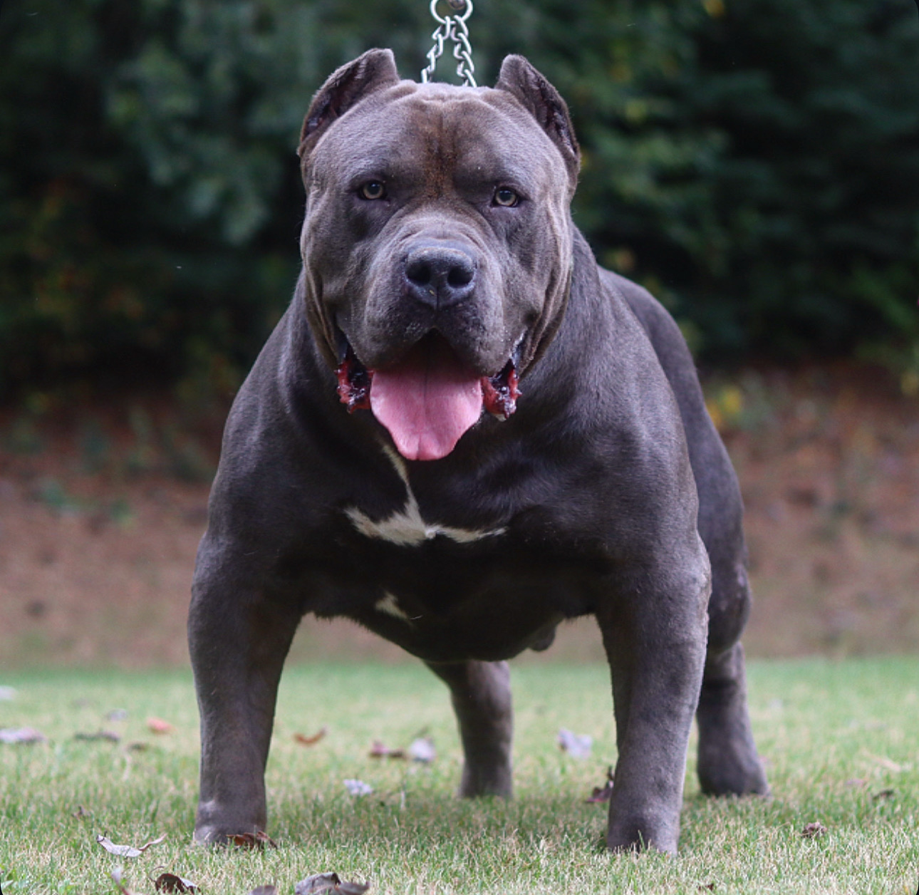 Dog Featured Image
