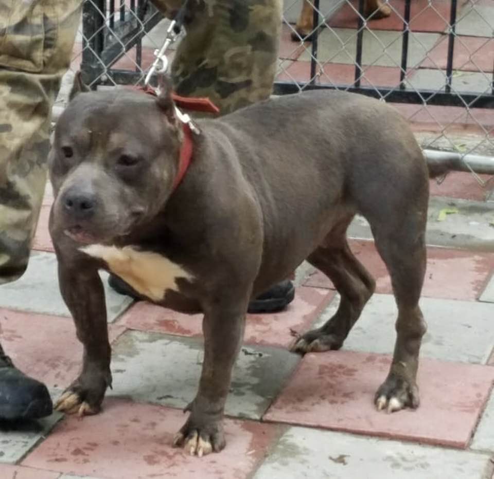 Dog Featured Image