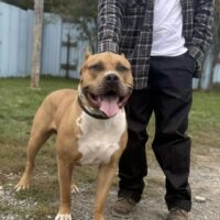 Tigerbloodbullies Karnage