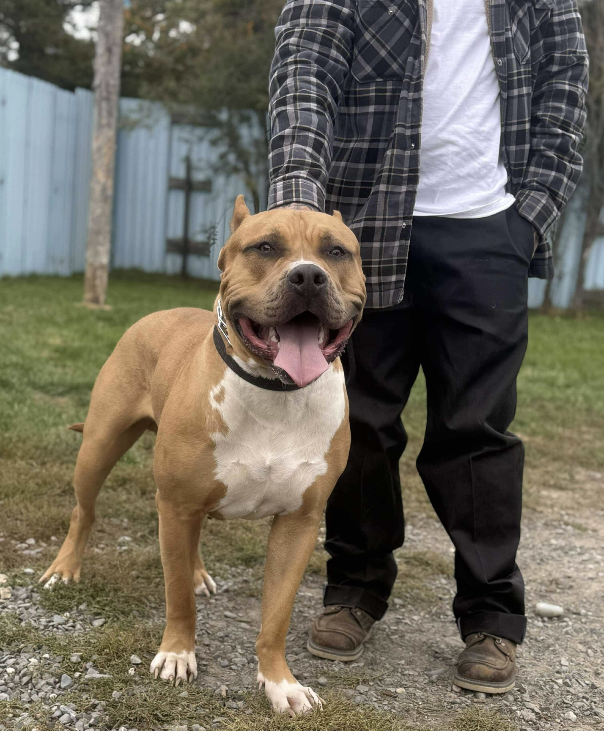 Dog Featured Image