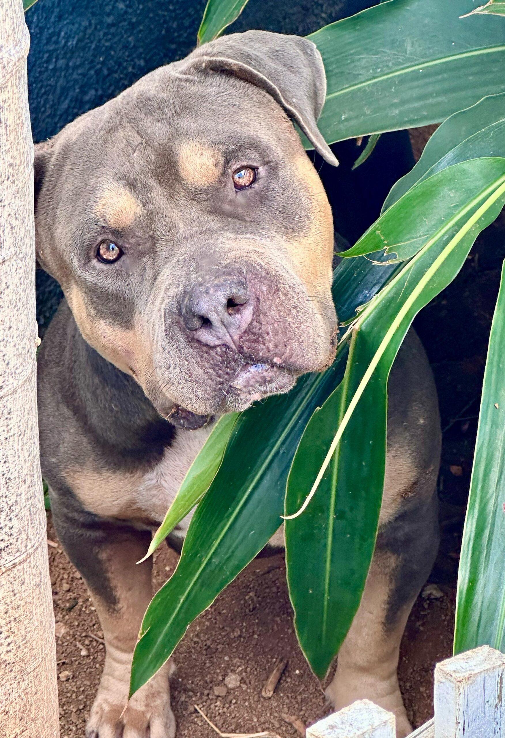 Dog Featured Image