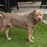 Desirabull’s Babyboi