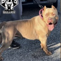 TheBoysBullies Nala