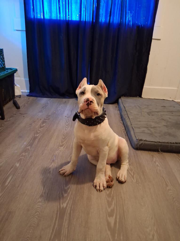 Dog Featured Image