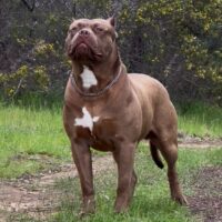 Alpadog’s Boof