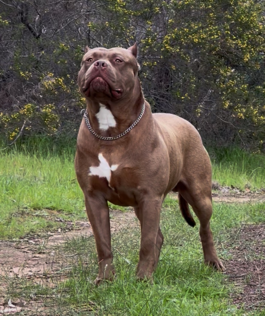 Dog Featured Image