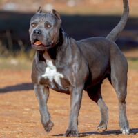 XXL LUXOR BULLYS MARRAKESCH
