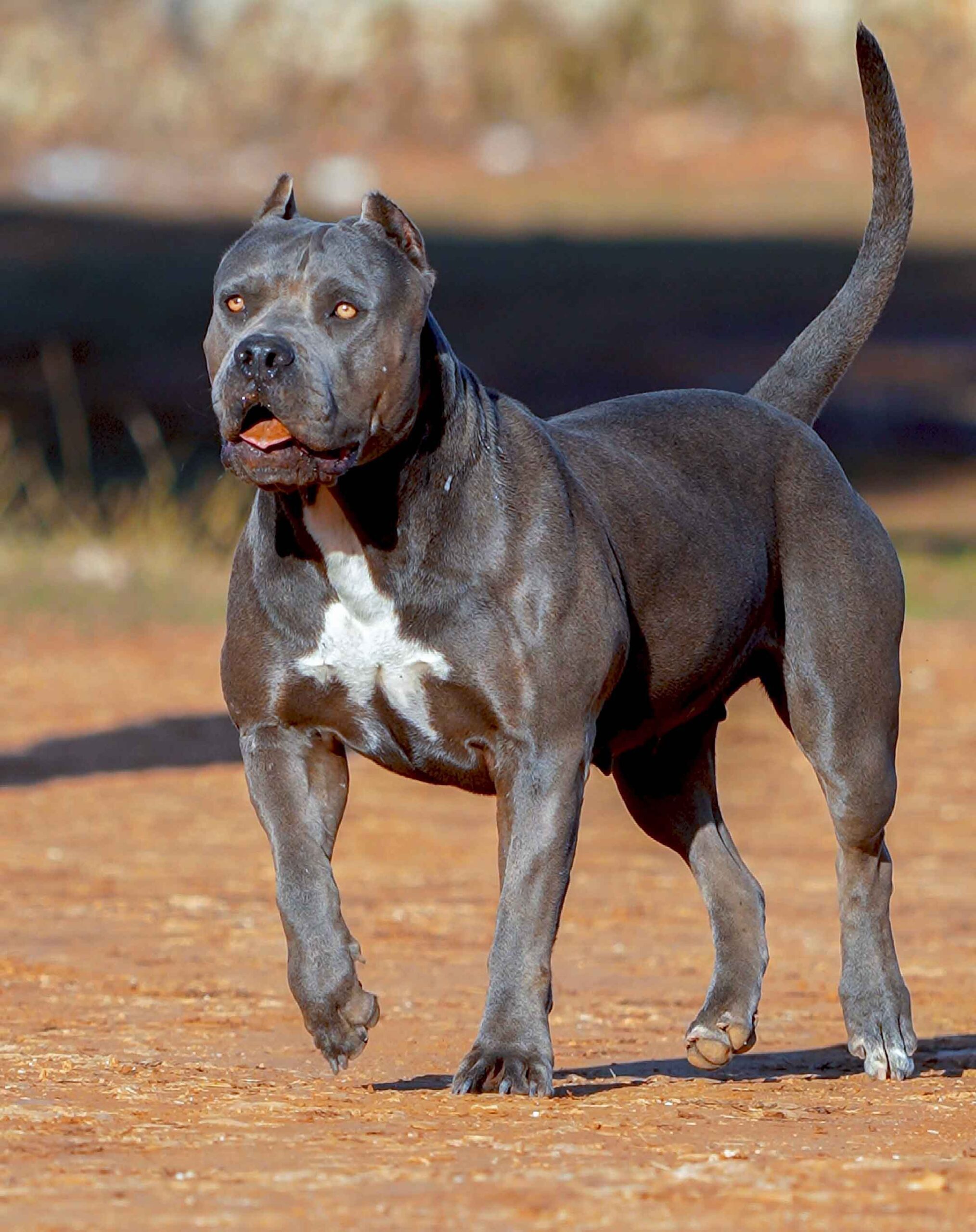 Dog Featured Image