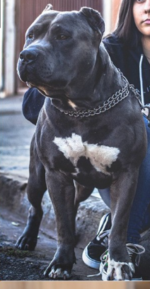 Dog Featured Image