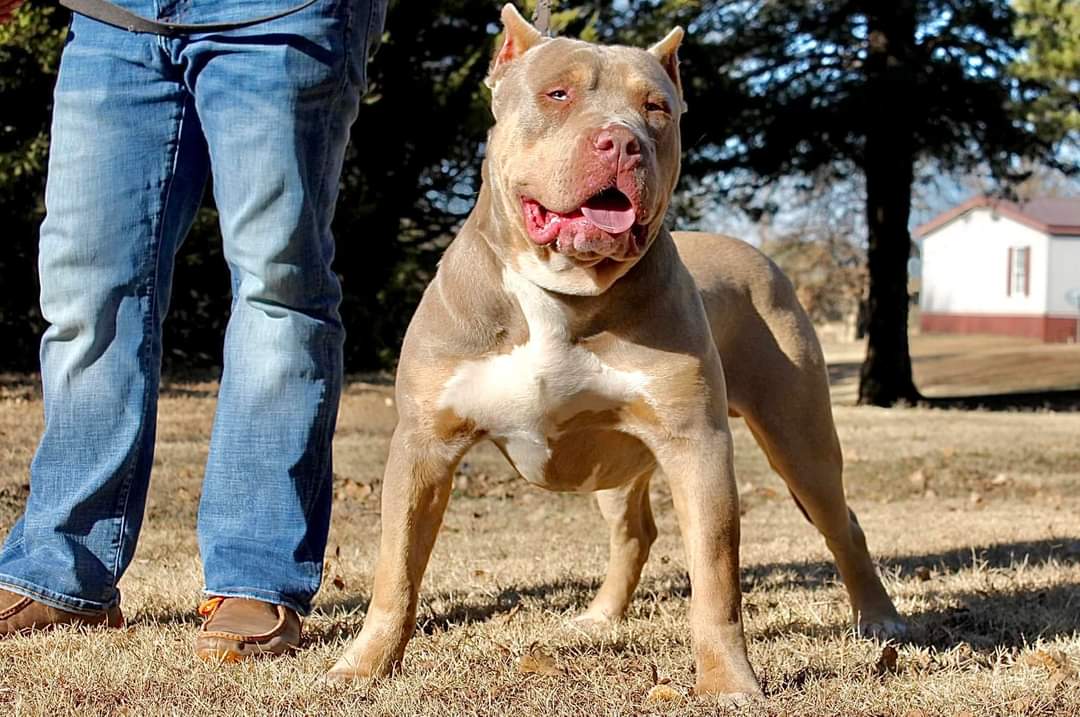 Dog Featured Image