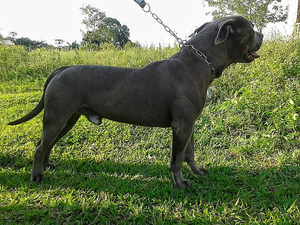 Dog Featured Image