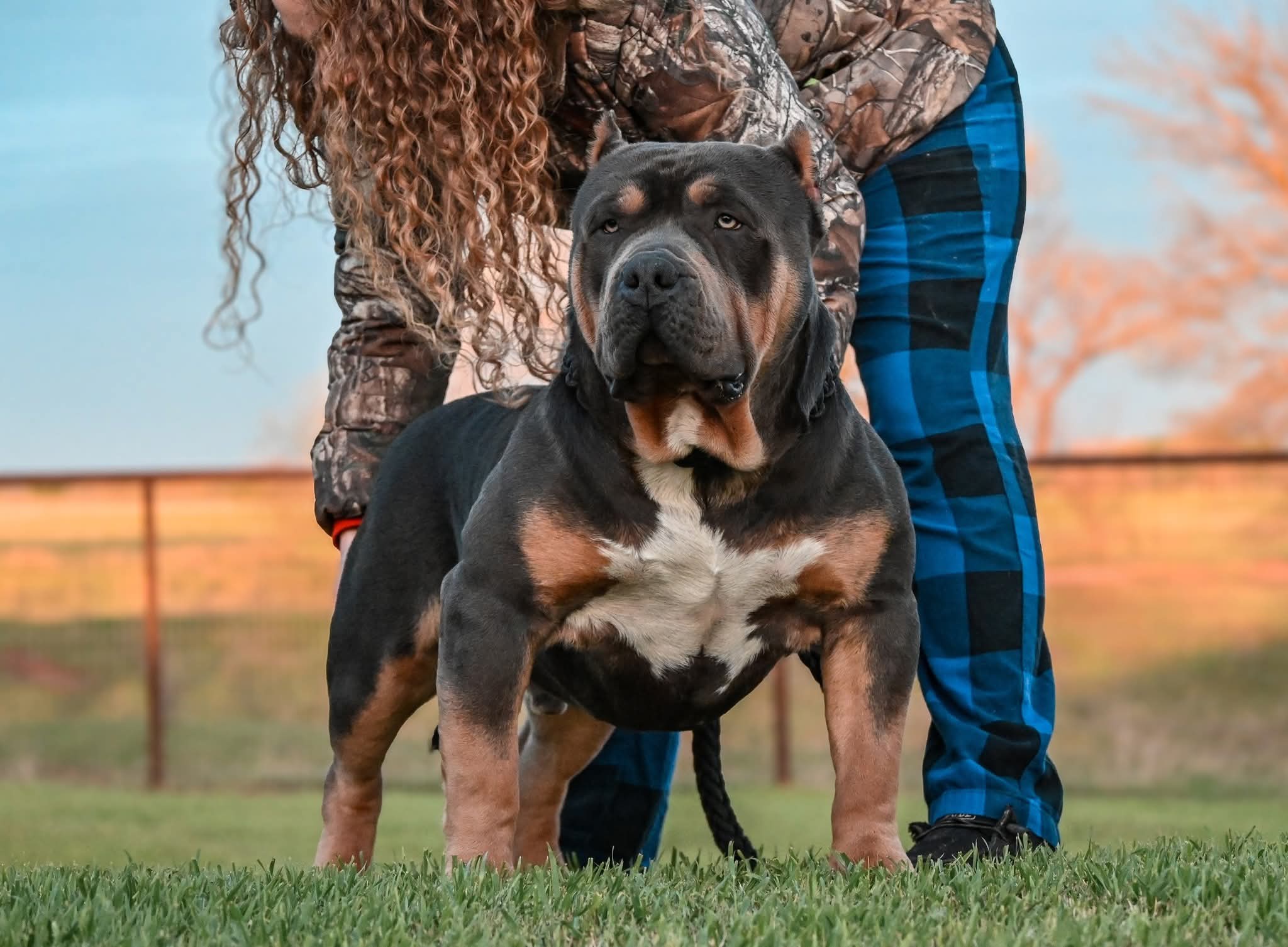 Dog Featured Image
