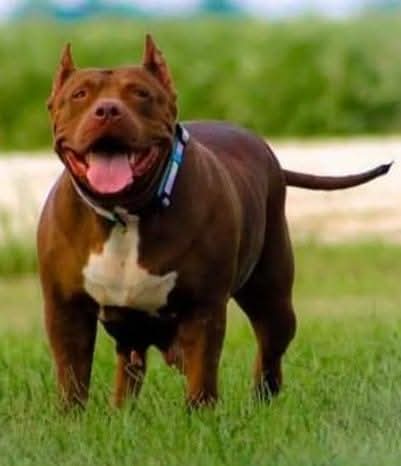 Dog Featured Image