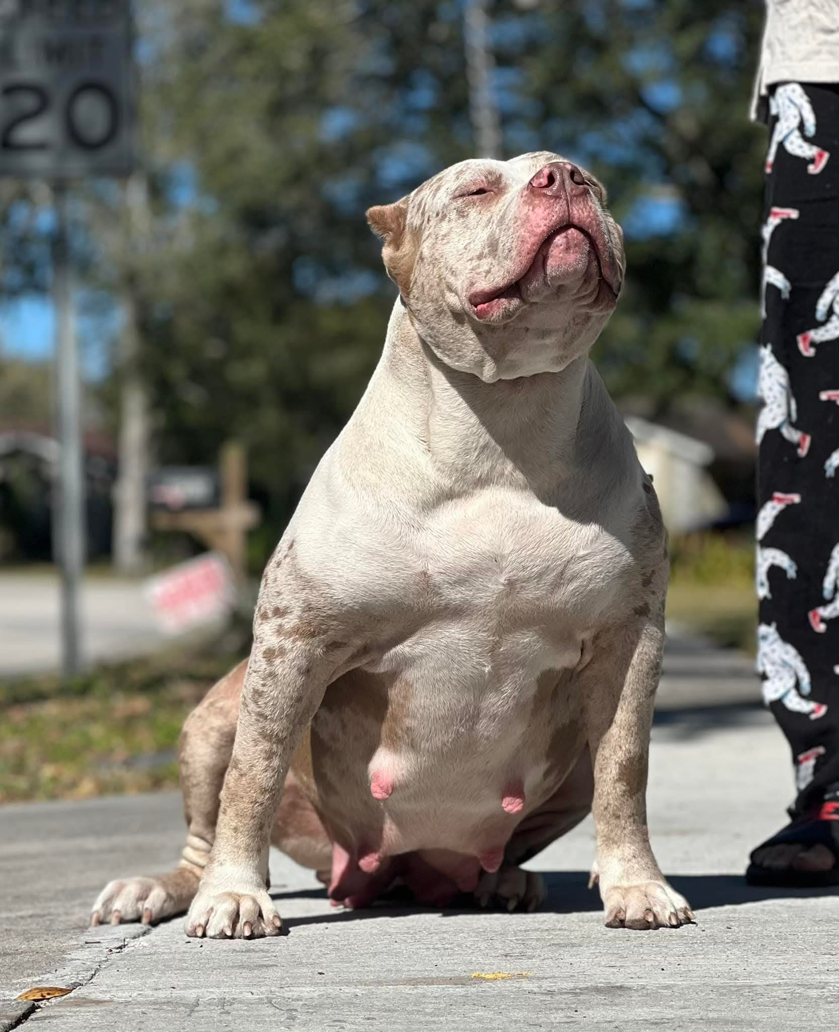 Dog Featured Image